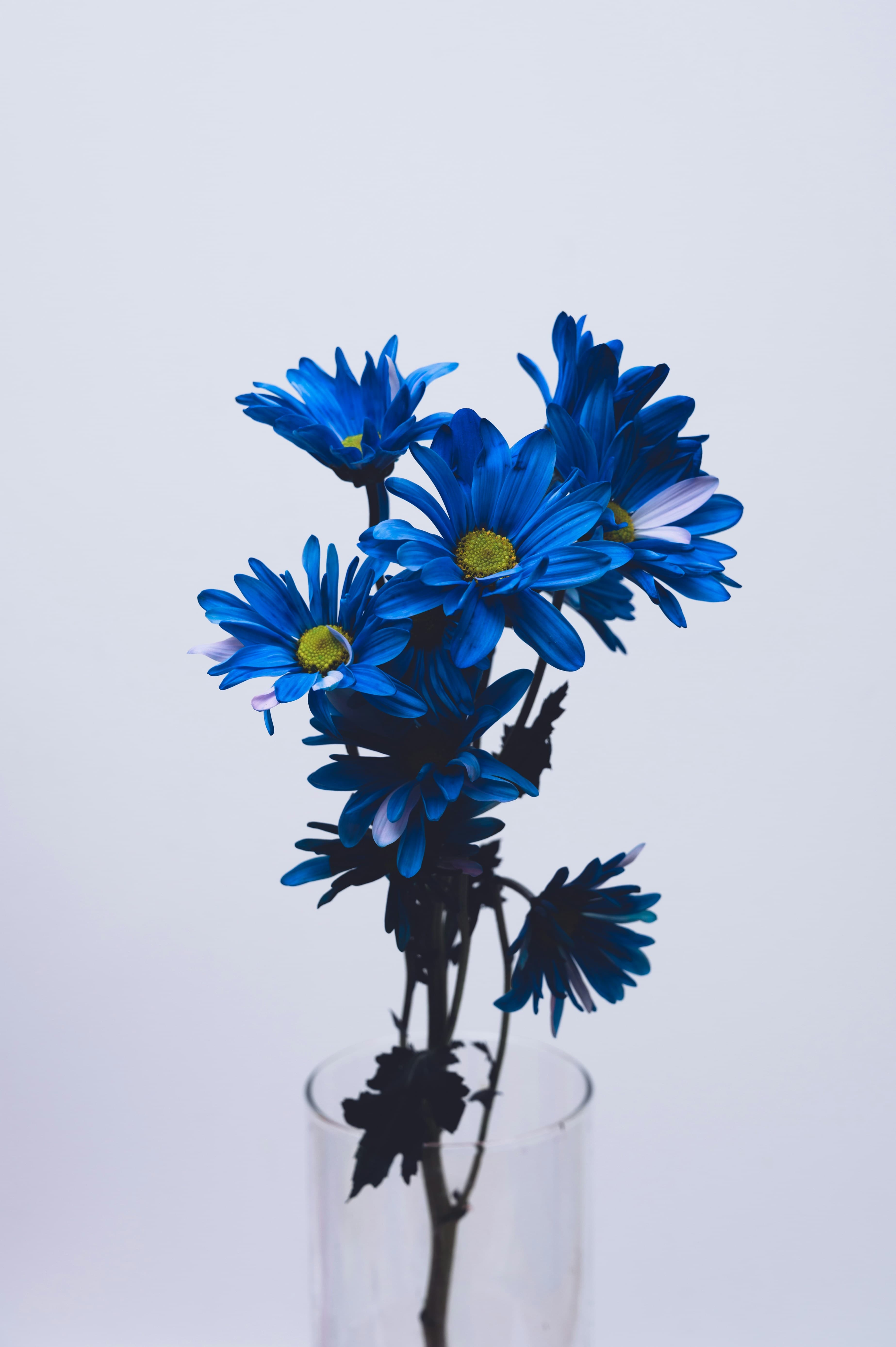Blue daisies in a glass vase