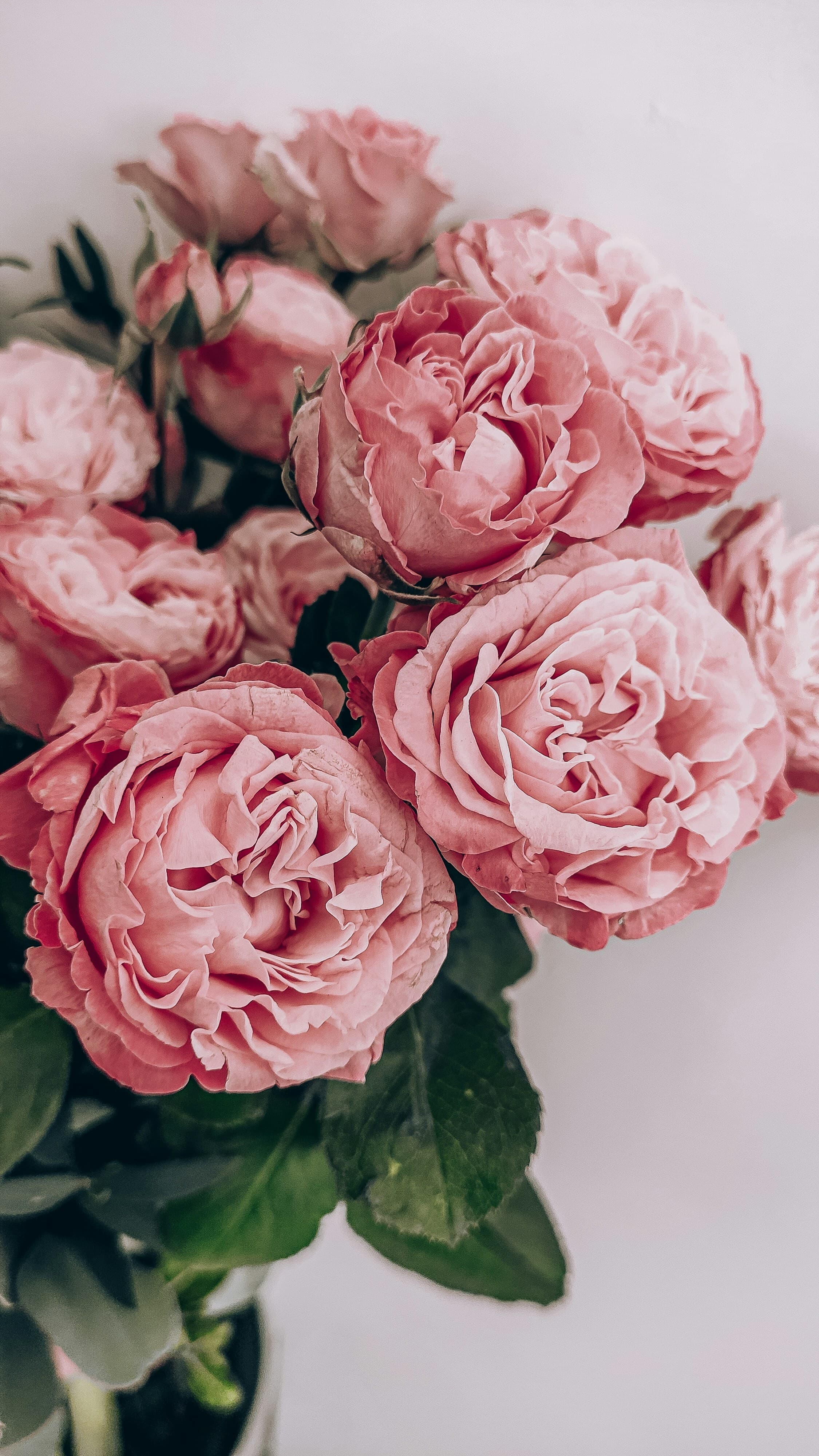 Pink garden roses